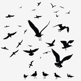 郵票
主题鳥
'
郵票
主题鳥
'