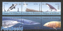 Whales 6v