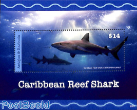 Caribbean Reef Shark s/s