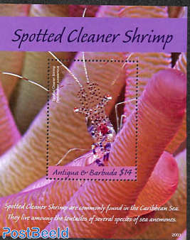 Spotted Cleaner Shrimp s/s