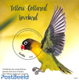 Yellow-Collared Lovebird s/s