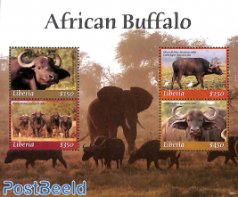 African Buffalo 4v m/s