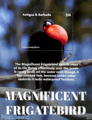 Magnificent Frigatebird s/s