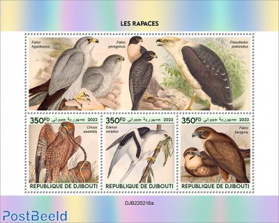 Birds of prey (Circus assimilis; Elanus scriptus; Falco berigora)