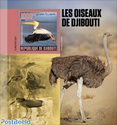 Birds of Djibouti