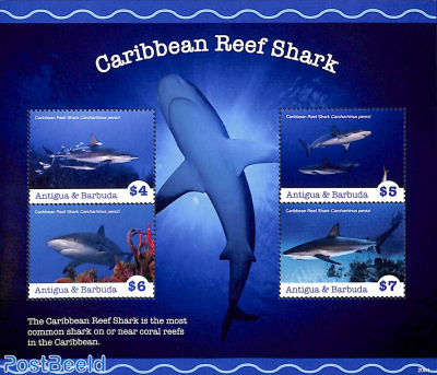 Caribbean reef shark 4v m/s