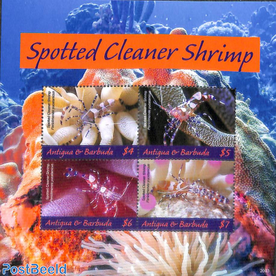 Spotted Cleaner Shrimp 4v m/s