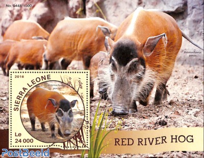 Red river hog